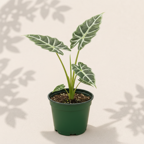 Alocasia Green Unicorn 3 inch starter plant in dark green nursery pot