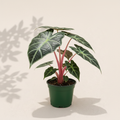 Alocasia Pink Dragon 6 inch houseplant in dark green nursery pot