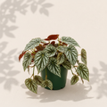 Cissus Discolor 6 inch houseplant in dark green nursery pot