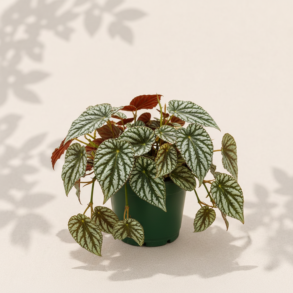 Cissus Discolor 6 inch houseplant in dark green nursery pot