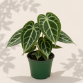 Anthurium Michelle x Forgetii 6 inch houseplant in dark green nursery pot