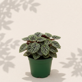 Peperomia Caperata Montevideo 4 inch houseplant in dark green nursery pot