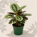 Calathea Makoyana Peacock 4 inch houseplant in dark green nursery pot