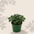 Peperomia Trinervula 2 inch starter plant in dark green nursery pot