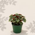 Peperomia Rosso 4 inch houseplant in dark green nursery pot