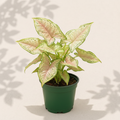 Syngonium Milk Confetti 4 inch houseplant in dark green nursery pot