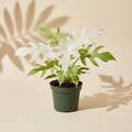 Philodendron Florida Ghost 4 inch houseplant in dark green nursery pot