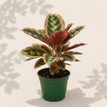 Calathea Rosy 4 inch houseplant in dark green nursery pot