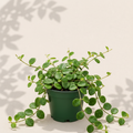 Hoya Mathilde 4 inch houseplant in dark green nursery pot