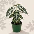 Alocasia Polly 6 inch houseplant in dark green nursery pot