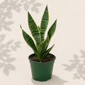 Sansevieria Marsha Anjani 6 inch snake plant in dark green nursery pot