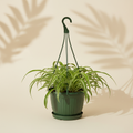 Reverse Variegated Spider Plant 6 inch hanging basket in a dark green nursery pot