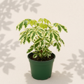 Schefflera Trinette Dwarf Umbrella Tree 6 inch houseplant in dark green nursery pot