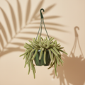 Dog Tail Cactus 6 inch hanging basket in a dark green nursery pot