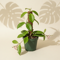 Hoya Endauensis 4 inch houseplant in a dark green nursery pot