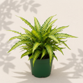 Nephrolepis Exaltata Tiger Fern 2 inch fern in dark green nursery pot