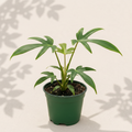 Philodendron Joepii 3 inch starter plant in dark green nursery pot