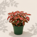 Hypoestes Red 2 inch starter plant in dark green nursery pot