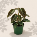 Philodendron Micans Black Gold 4 inch houseplant in dark green nursery pot