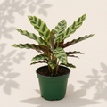 Calathea Lancifolia Rattlesnake 4 inch houseplant in dark green nursery pot