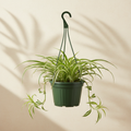 Variegated Spider Plant 6 inch hanging basket in a dark green nursery pot