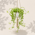 Spider Plant Bonnie Green 6 inch hanging basket