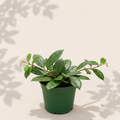 Hoya Chouke 2 inch starter plant in dark green nursery pot