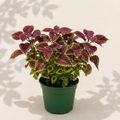 Coleus Glassworks Velvet 2 inch starter plant in dark green nursery pot