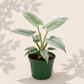 Philodendron Silver Sword 3 inch starter plant in dark green nursery pot