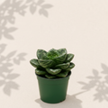 Sansevieria Trifasciata Green Hahnii 4 inch snake plant in dark green nursery pot