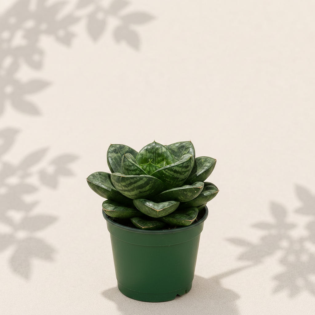 Sansevieria Trifasciata Green Hahnii 4 inch snake plant in dark green nursery pot