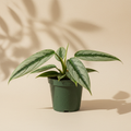 Philodendron Jose Buono 4 inch in a dark green nursery pot