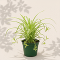 Chlorophytum Green Spider Plant 4 inch houseplant in dark green nursery pot