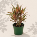 Dracaena Marginata Tricolor 4 inch houseplant in dark green nursery pot