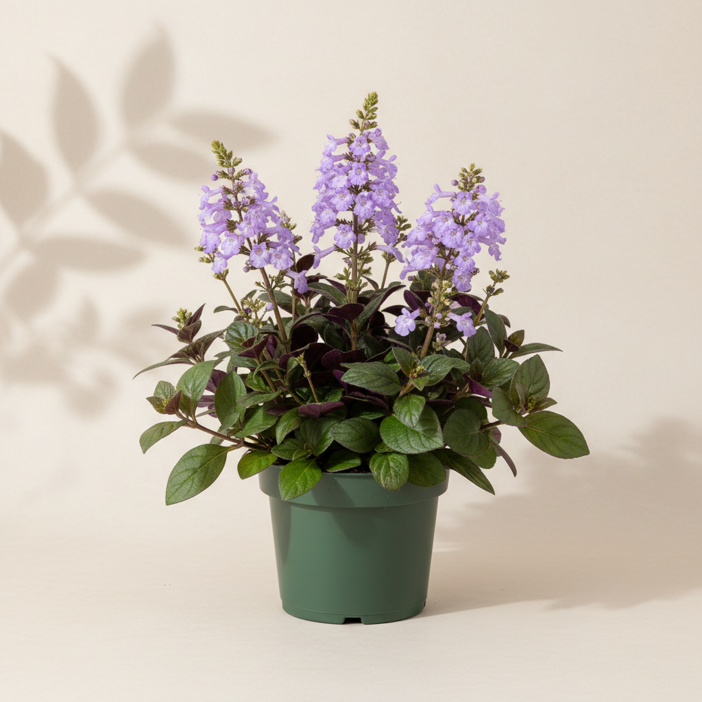 Plectranthus Mona Lavender 4 inch in a dark green nursery pot