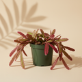 Pseudorhipsalis ramulosa Red Oval 4 inch orchid cactus in a dark green nursery pot