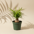 Beaucarnea Ponytail Palm 2 inch starter plant in a dark green nursery pot