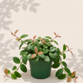 Hoya Rebecca 4 inch houseplant in dark green nursery pot