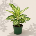 Dieffenbachia Camouflage 4 inch houseplant in dark green nursery pot