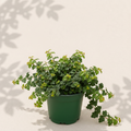Ficus Pumila Quercifolia 2 inch starter plant in dark green nursery pot