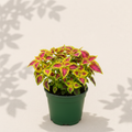 Coleus Vegas Neon 2 inch starter plant in dark green nursery pot