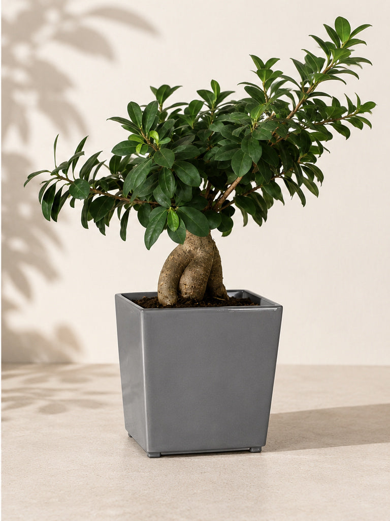 16 inch Juka square planter in Grey