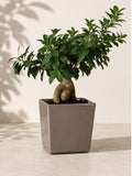 16 inch Juka square planter in Taupe