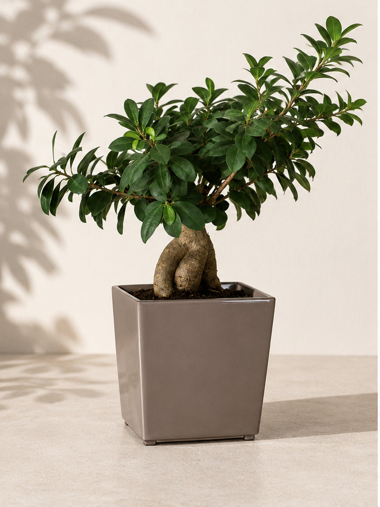 16 inch Juka square planter in Taupe