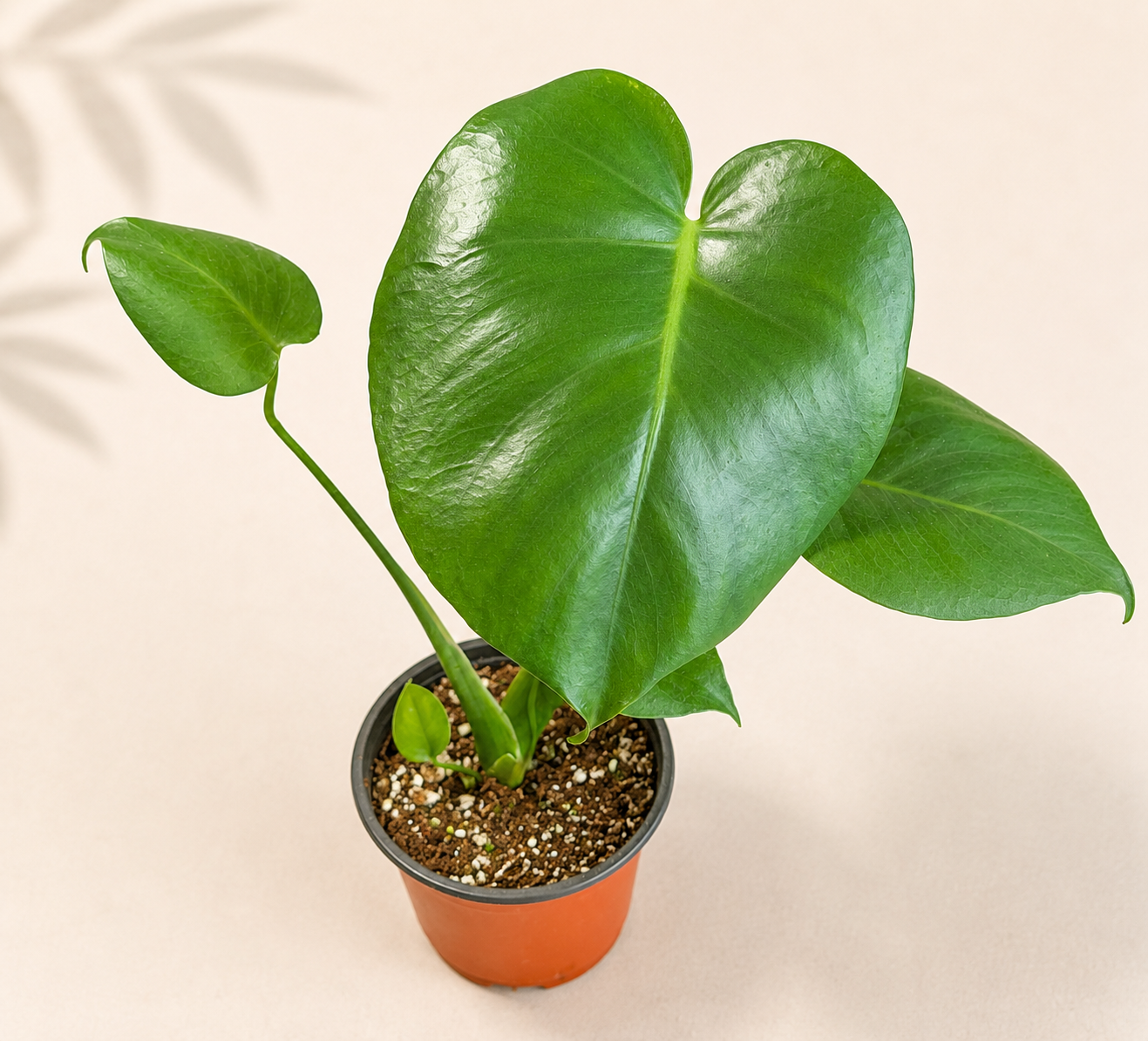 Monstera Deliciosa Split Leaf plant in a 4 inch nursery pot with large green tropical leaves