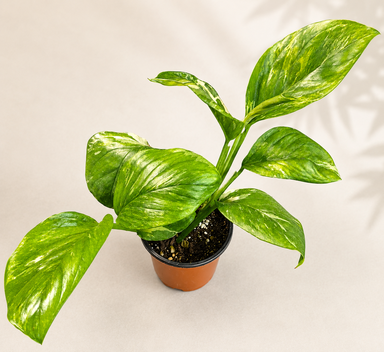 Monstera Lechleriana Variegated in a 4 inch nursery pot with glossy green and variegated foliage