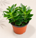 Nematanthus Koi Orange Goldfish Plant in a 4 inch nursery pot with glossy green foliage