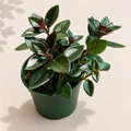 Nematanthus Koi Red Goldfish Plant in a 4 inch nursery pot with glossy green foliage