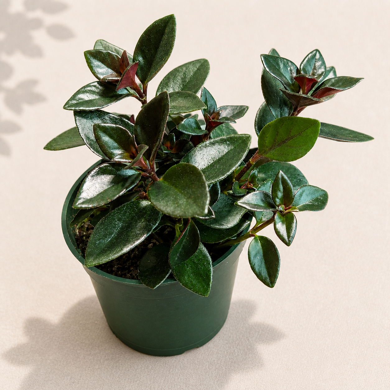 Nematanthus Koi Red Goldfish Plant in a 4 inch nursery pot with glossy green foliage