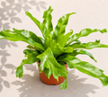 Boston Globe Fern in a 4 inch nursery pot with bright green arching fern fronds